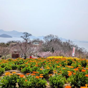 ビタミンカラー🧡💛の花畑には、
元気が貰えるね！😉👍