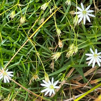 この花が一番好き😊