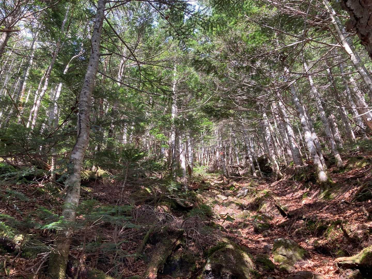 梵字飯場跡-志津峠-大真名子山-小真名子山-富士見峠 往復コースの写真