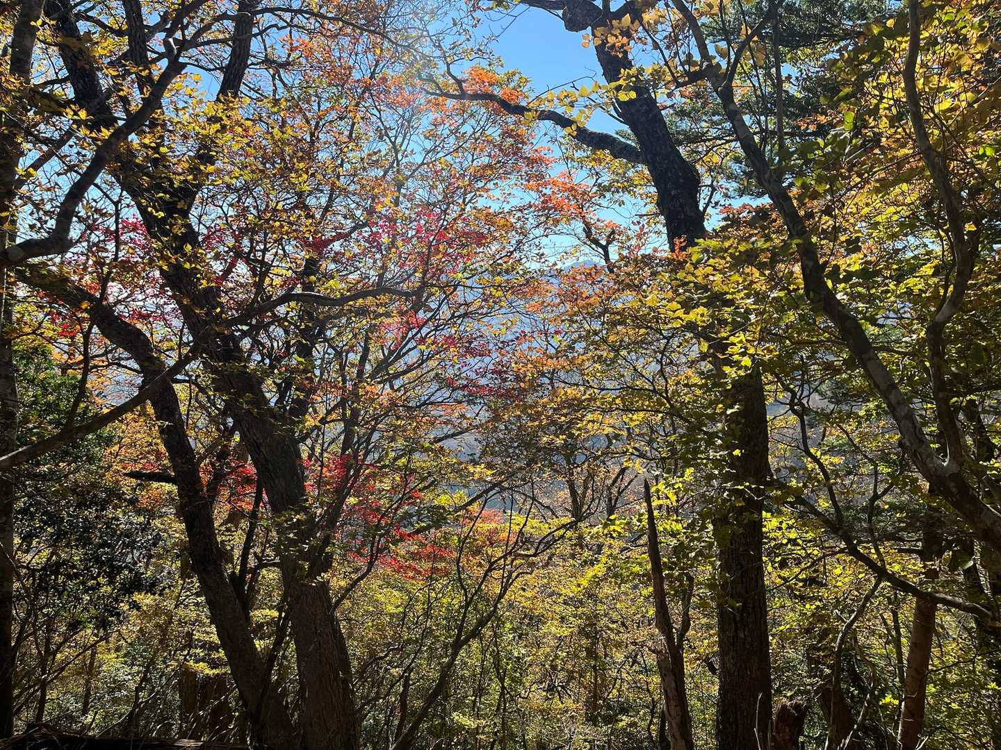 黄色とオレンジが良い感じ。