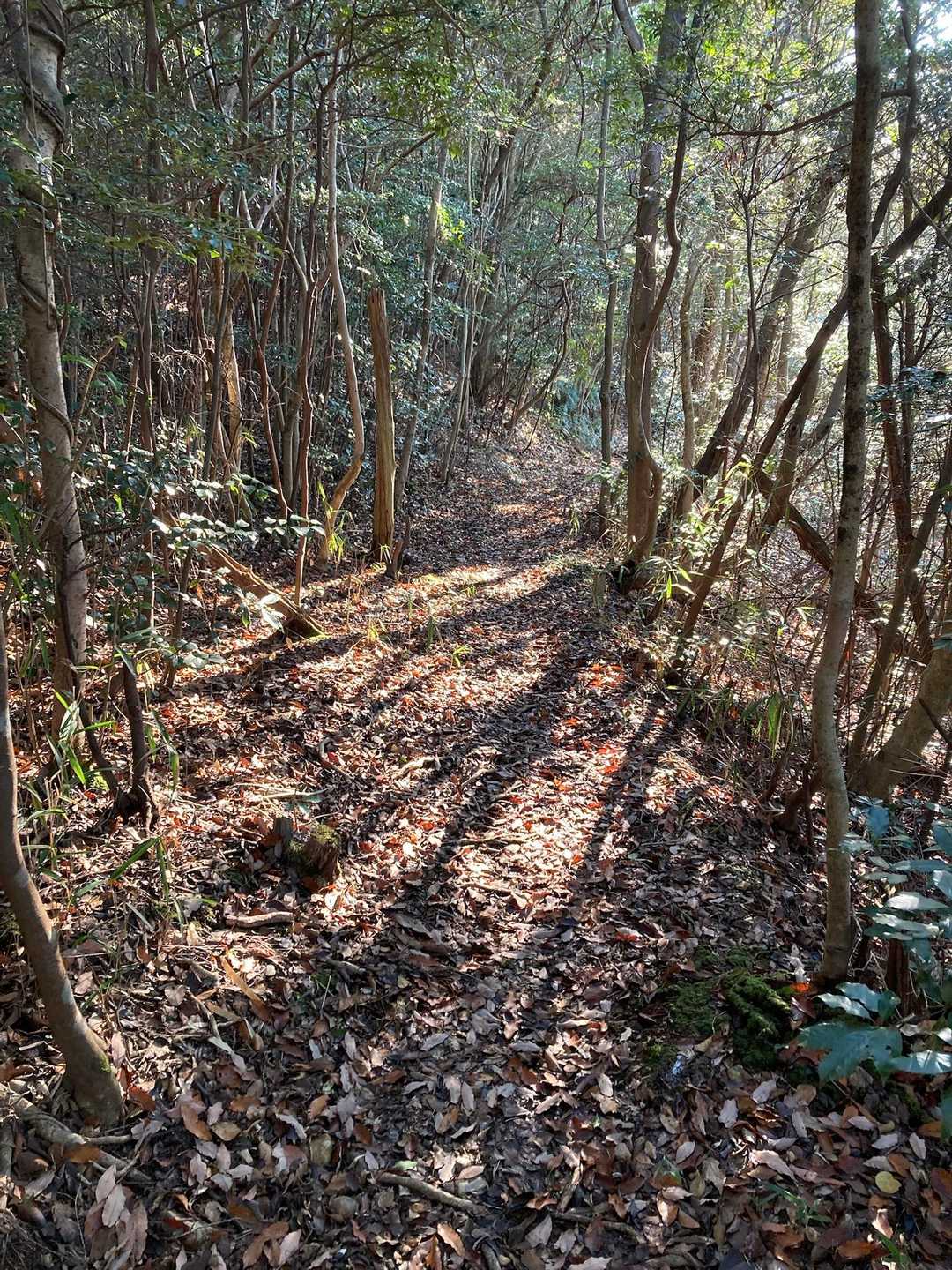 気持ちの良い木漏れ日☀️