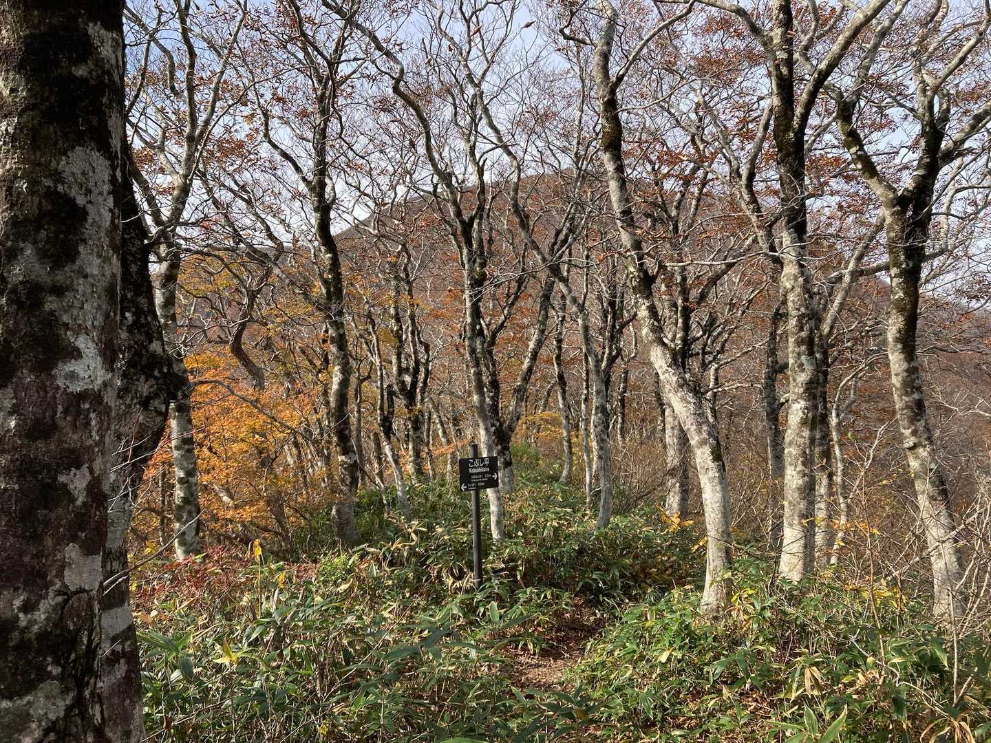 こぶし平からの大東岳
