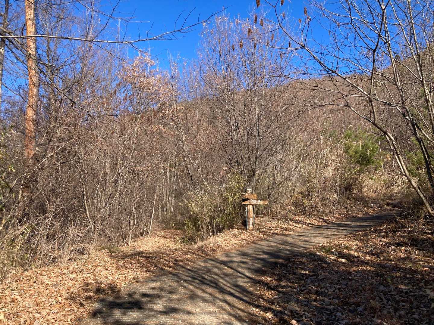 今日はまだ行ったことの無い西尾根登山道へ行って来ます⛰️♪