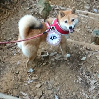 しばわんこ　くにちゃん