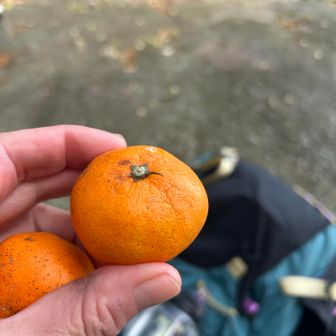 🍊
ありがと😋