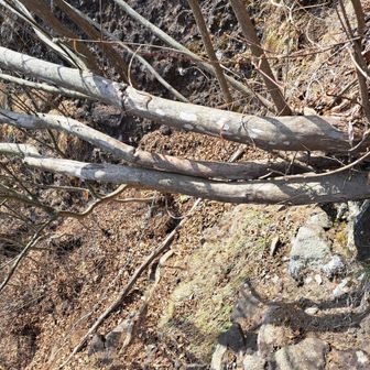 雌岳のルートですが、岩と落ち葉の劇下りヵ所あります