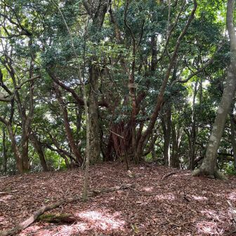 水口山にも行こうと思うので早々に下山します┏○ﾍﾟｺｯ
