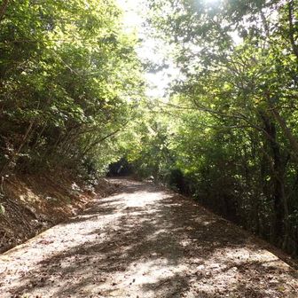 公園に車を停め車道を歩いて登ります
