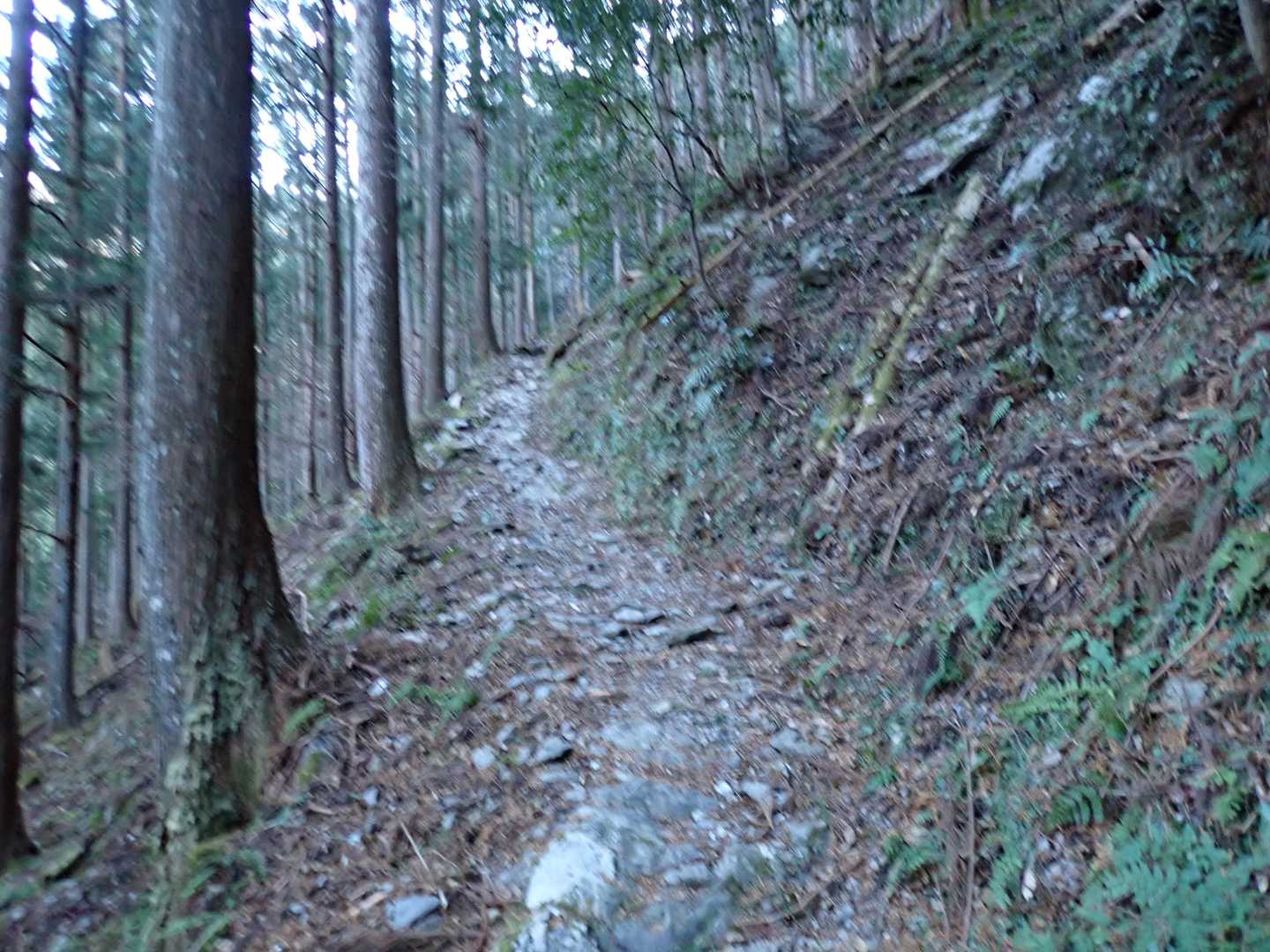 緩やかなトラバース道がしばらく続く。