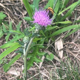綺麗なアザミ🥰に蜂🐝が蜜を吸いに来ていました♪