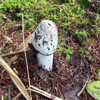 陣馬山山頂の馬の頭に似ていたキノコ🍄
(*￣m￣)プッ