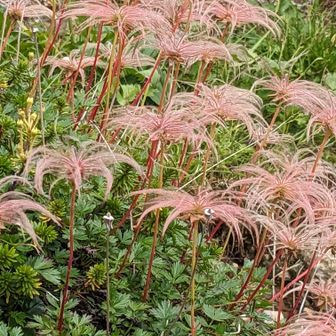チングルマの綿毛の群生が至る所に見られました〜🌸
