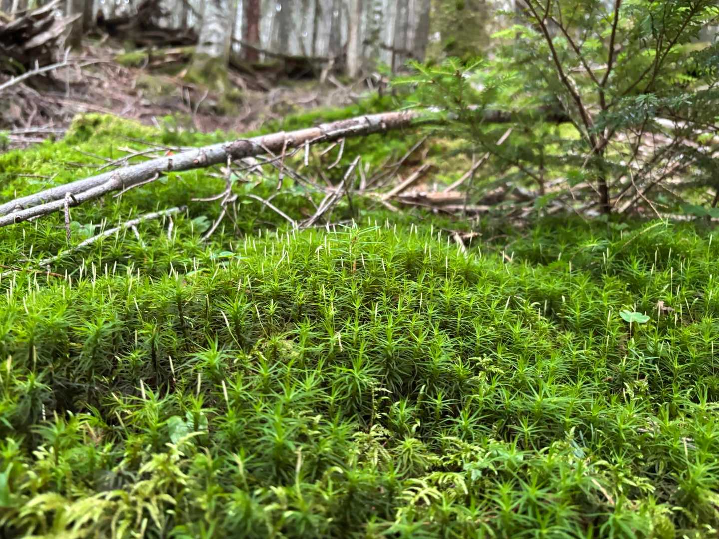 苔が生き生き♪