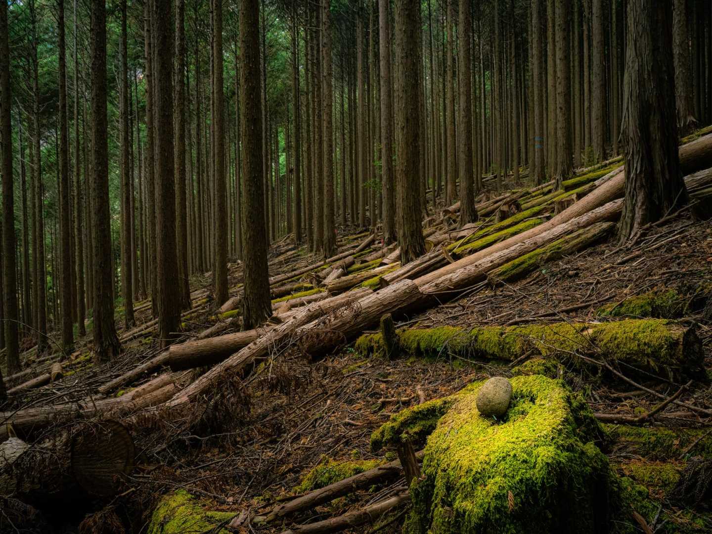 貫ヶ岳（中沢登山口）の写真