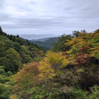 🍁