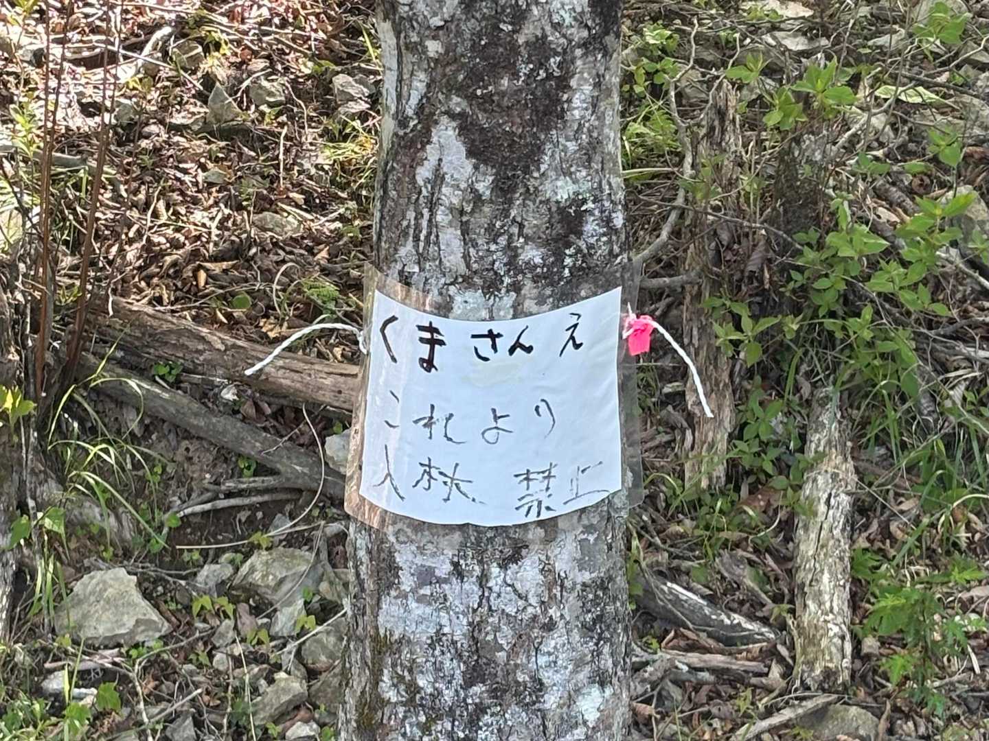 🐻さん見てね。