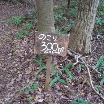 頑張ります