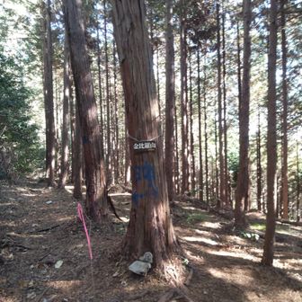 金比羅山頂。視界はほとんどありません