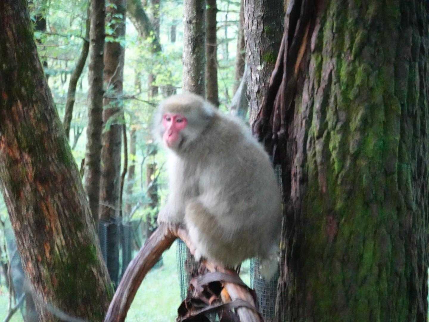 気を付けて行ってらっしゃいね🐵