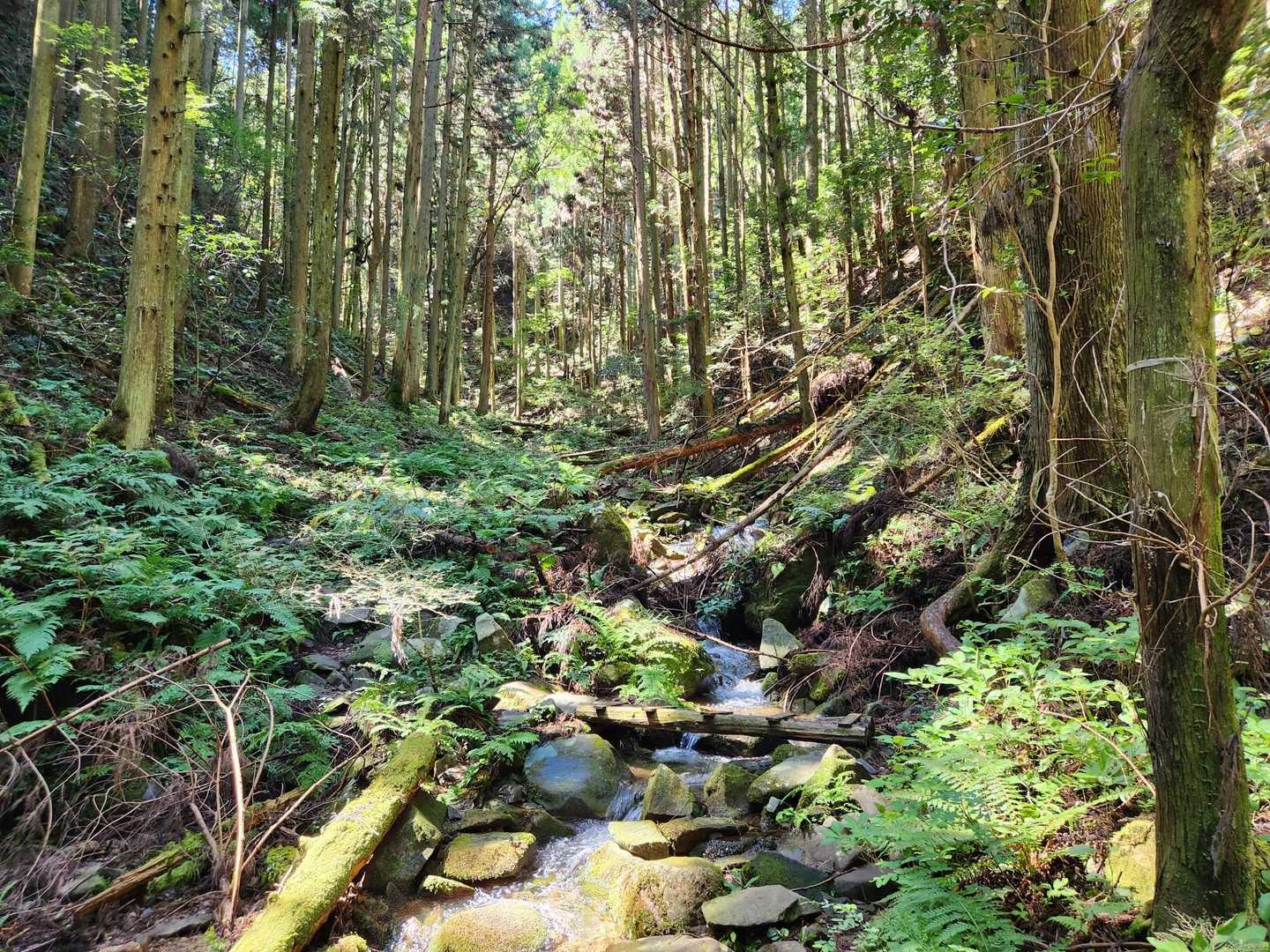 沢沿いは終始日陰
吹き抜ける風は涼しい🤗