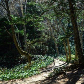 第一ベンチは完全に春です