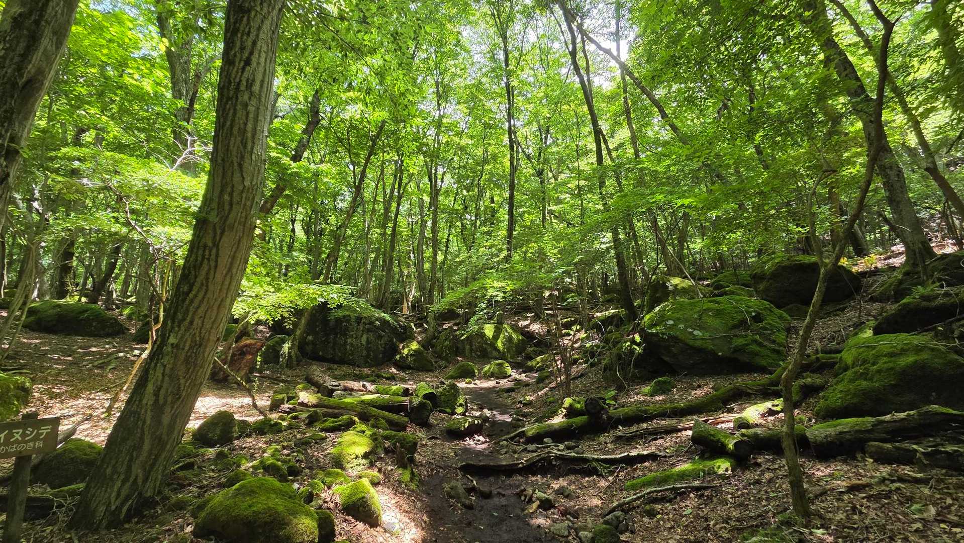 新緑が美しい💚

前日の☂️の影響か？山道はドロドロ箇所が多め💦