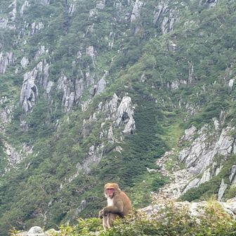 ちーっす🐵