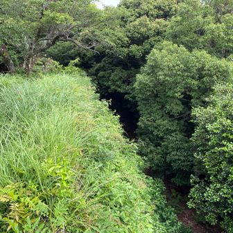 クライミング体験場所の石垣も雑草と低木が繁茂してる