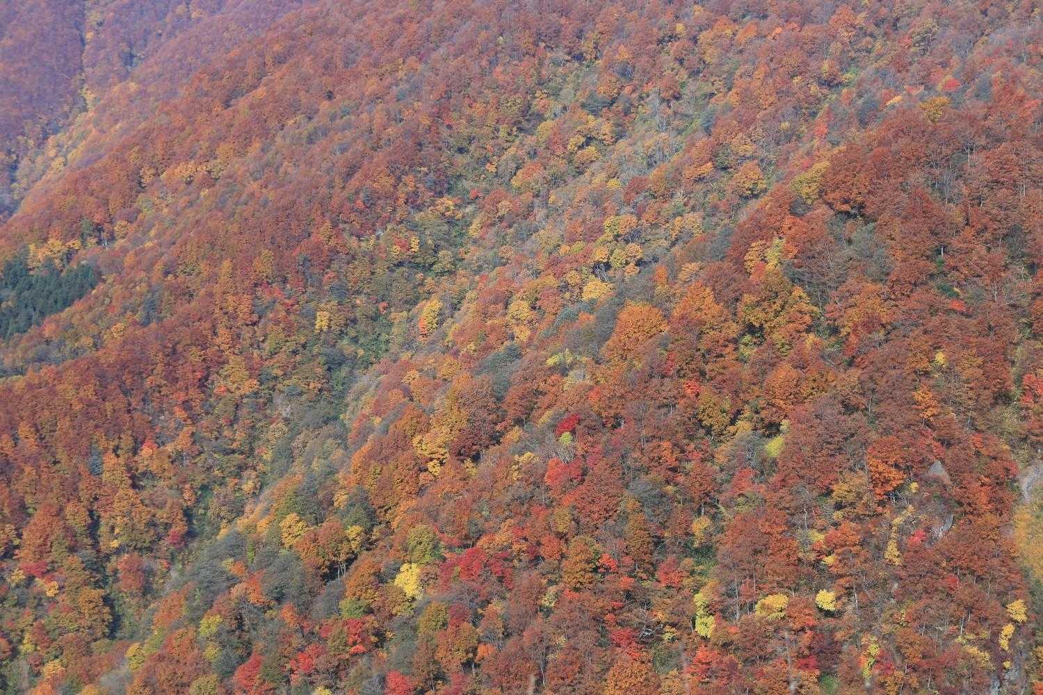 広域林道登山口-保月山-釈氏ヶ岳-中岳 往復コースの写真