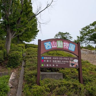 無料の動物園にレッサーパンダがいるって☝️