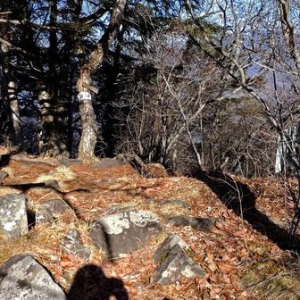 金ヶ岳南峰、観音峠道分岐