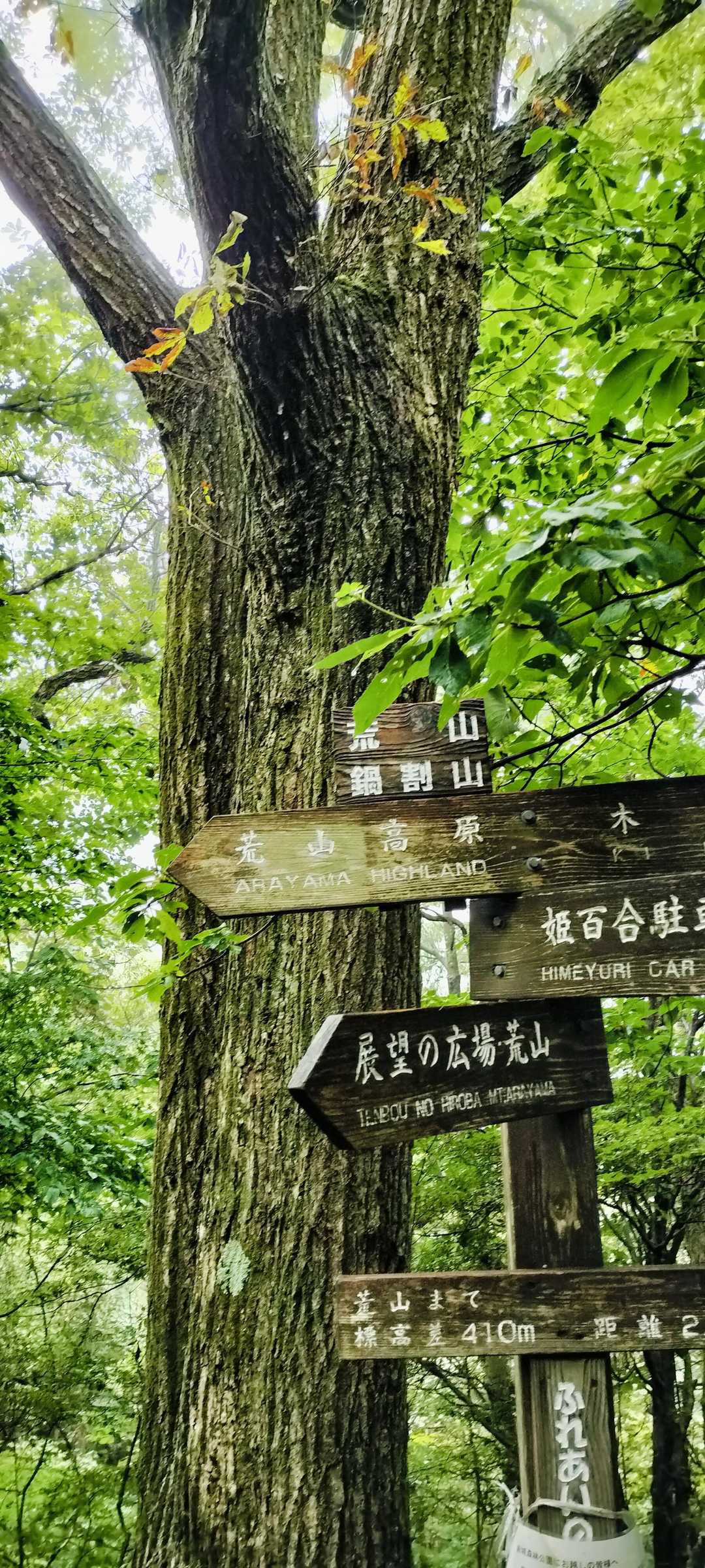 荒山高原登山口-荒山高原-荒山 往復コースの写真