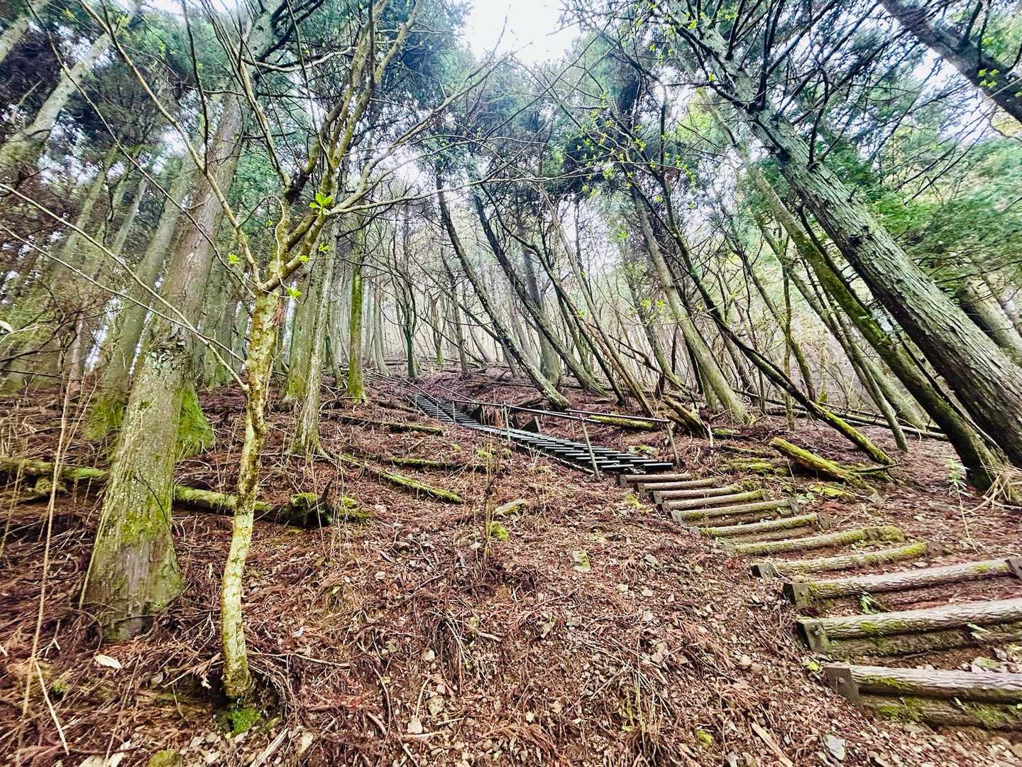 竜爪山- 竜爪山 往復コースの写真