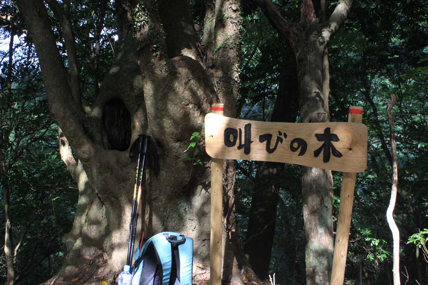 屏山-古処山 周回コースの写真