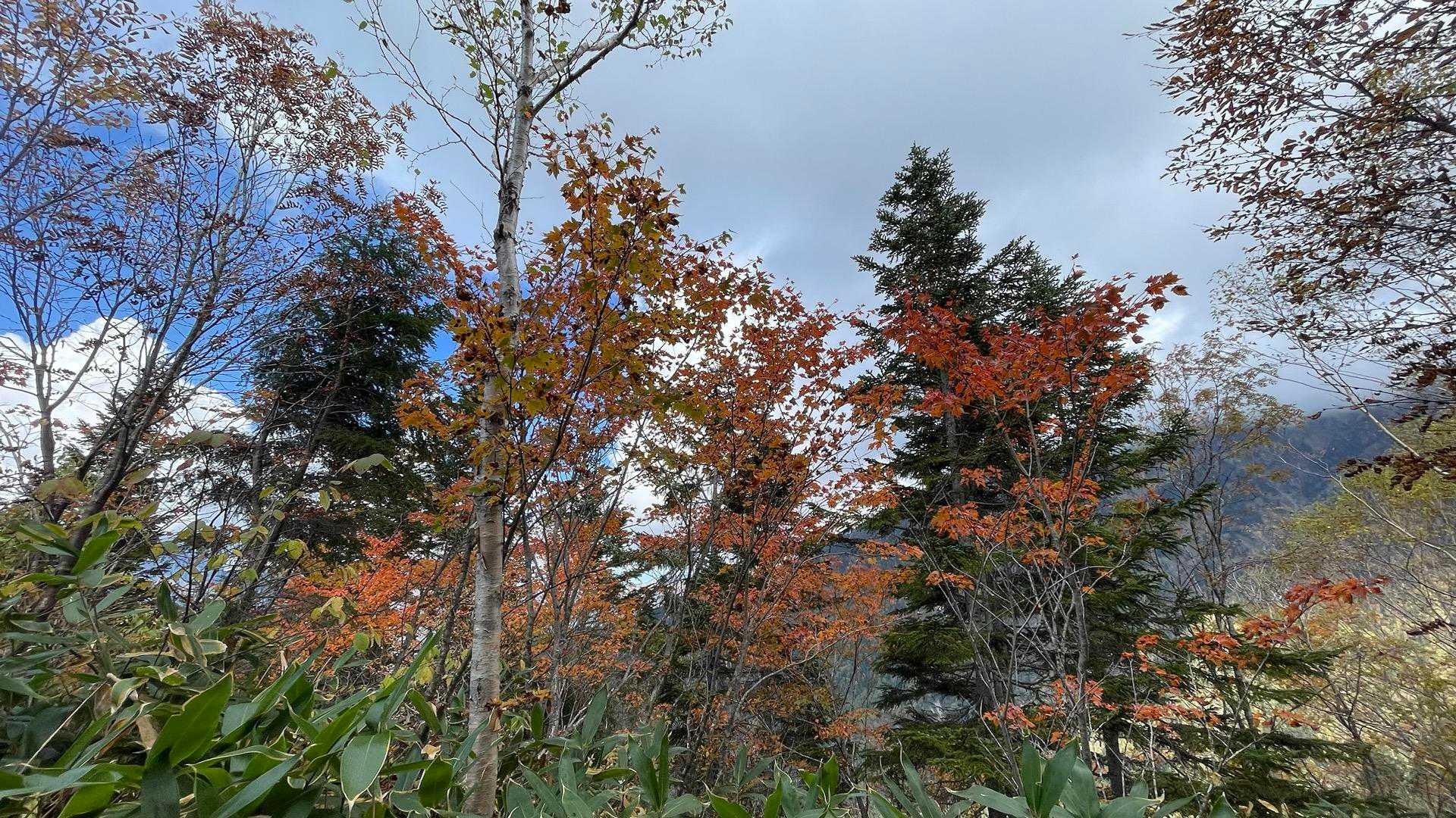 紅葉も進んできました