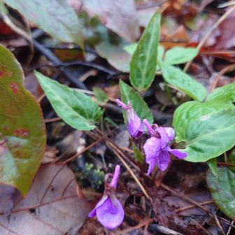 💜マキノスミレかなぁ⁉️