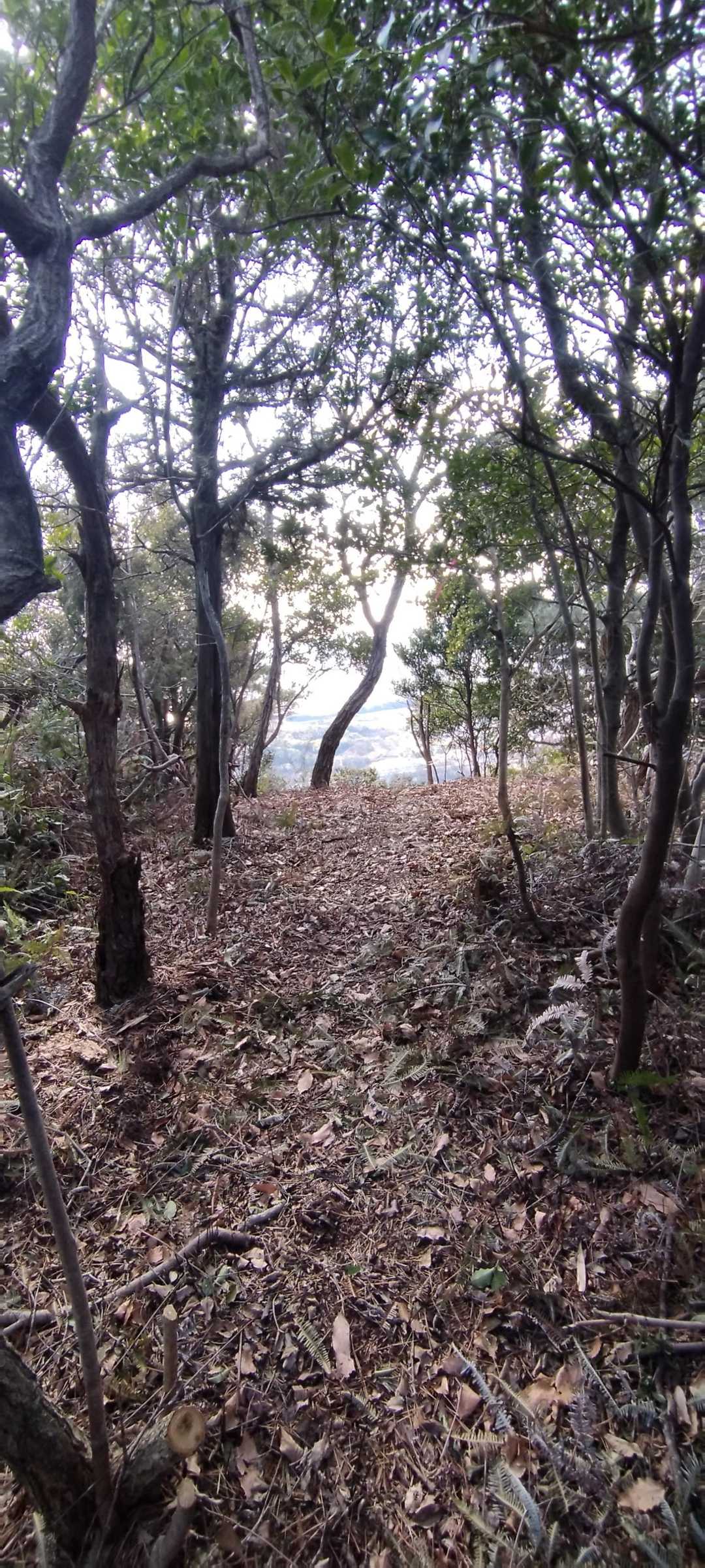 山頂