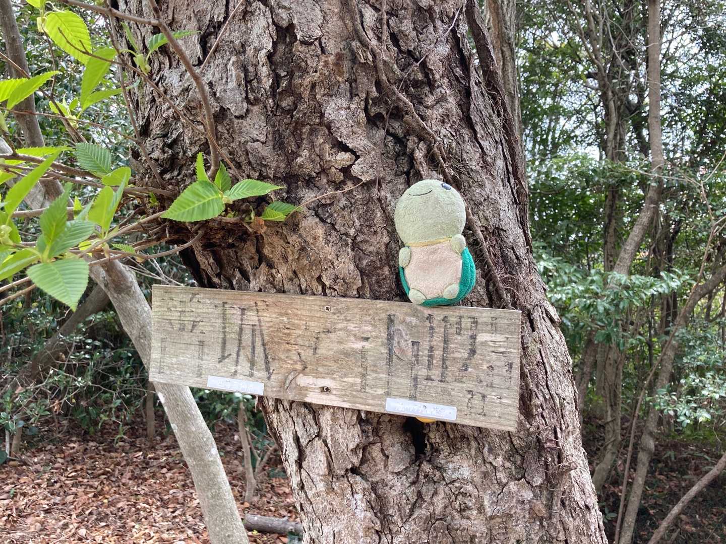 楽だったね😄
