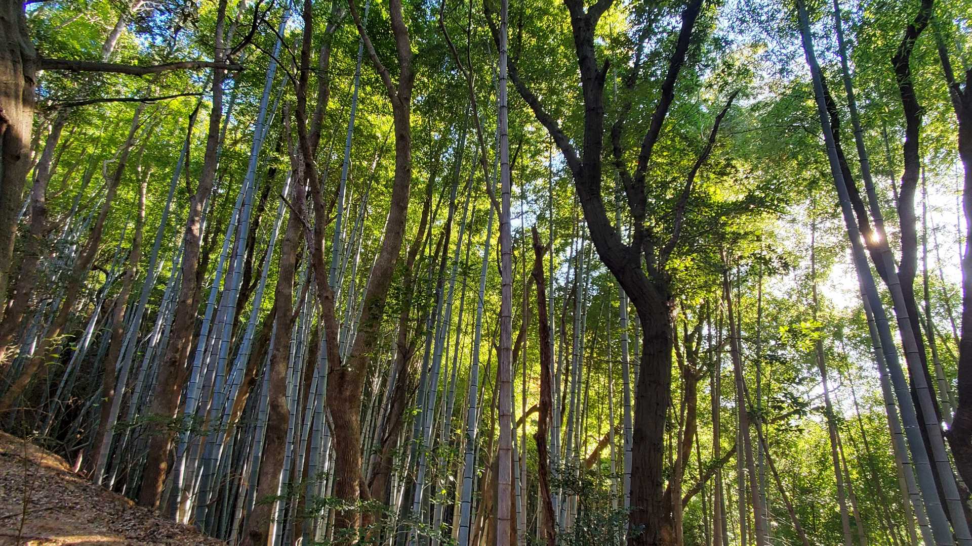 登山道 登ります
竹林気持ちいいね