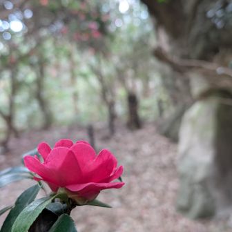 サザンカ🩷とここはドコ❓️