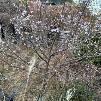 ロープウェイ🚡乗場登り口にはユスラウメ？が咲いていました