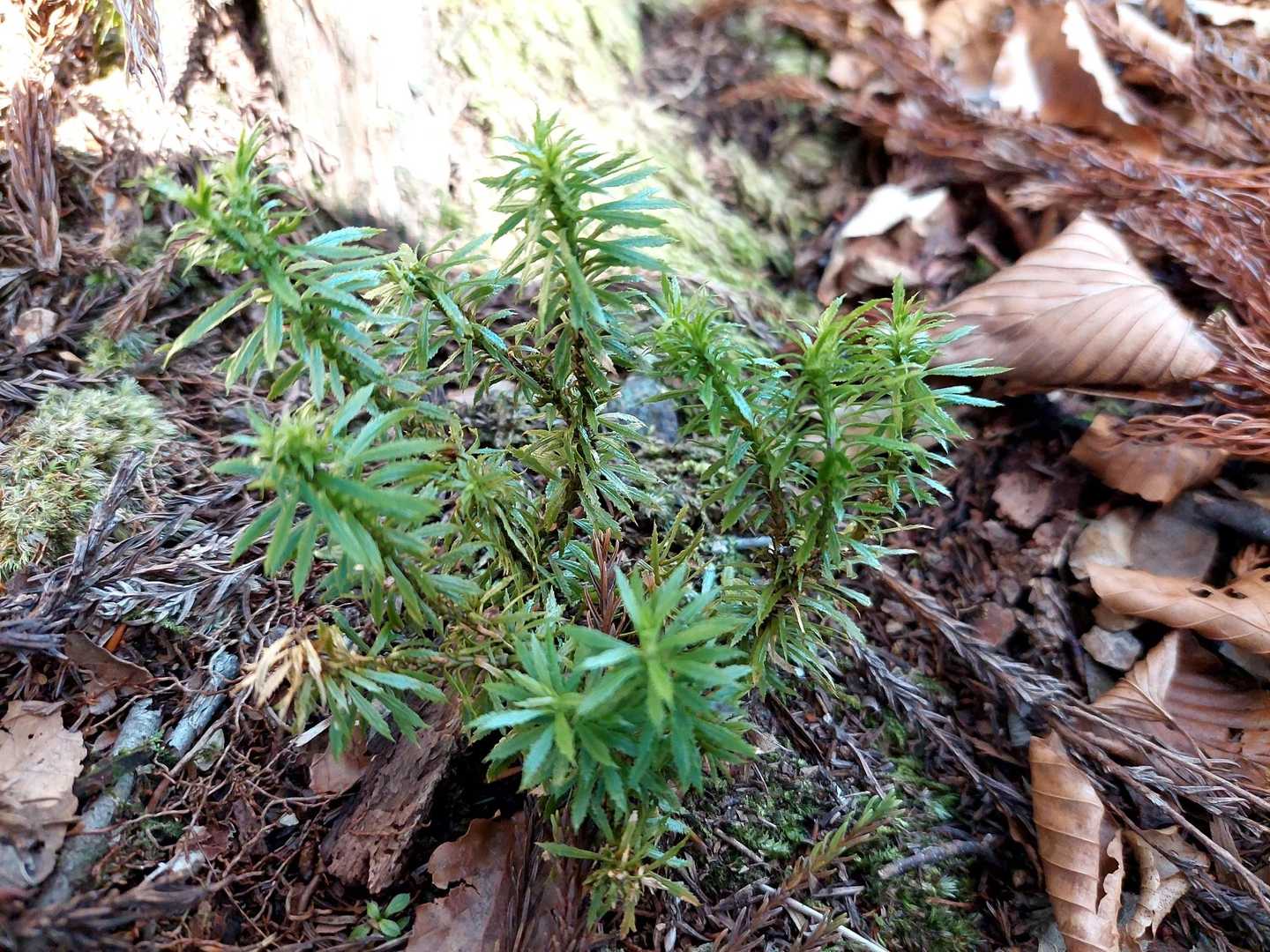 トウゲシバ（峠芝)どの山にでもよく見ますね🌱
ヒカゲノカズラ属のシダ類です