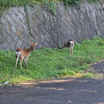 市営駐車場まででてきてる