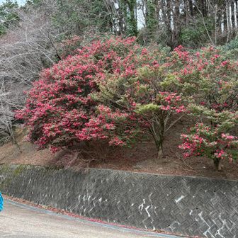 サザンカが満開で綺麗だった🤩
