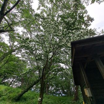 ヤマボウシが見頃！