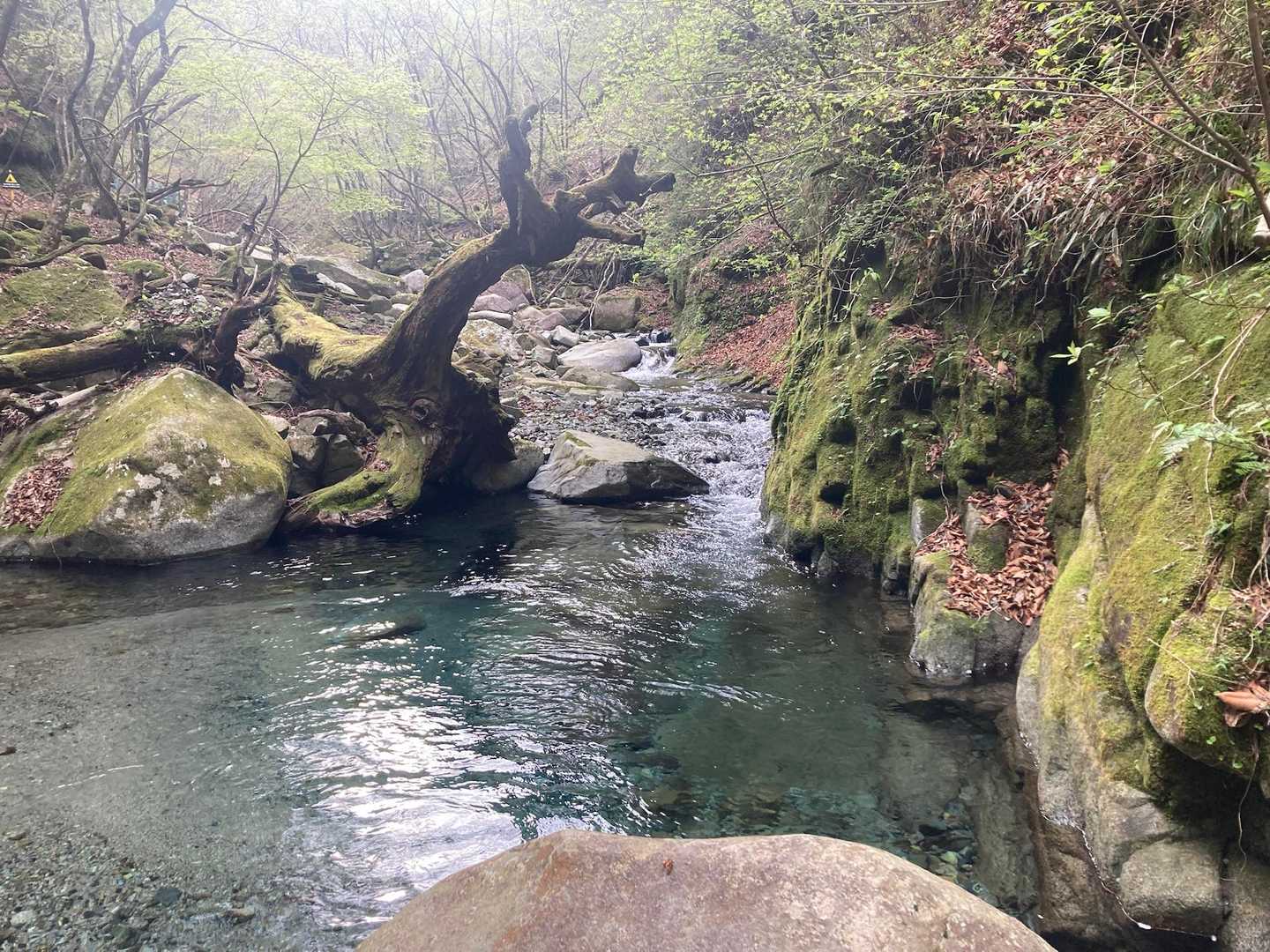 西丹沢ビジターセンターバス停-ツツジ新道入口-犬越路-大杉 周回コースの写真