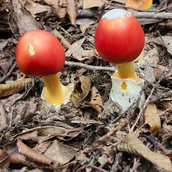 タマゴダケ　ツゥインズ🍄‍🟫🍄‍🟫