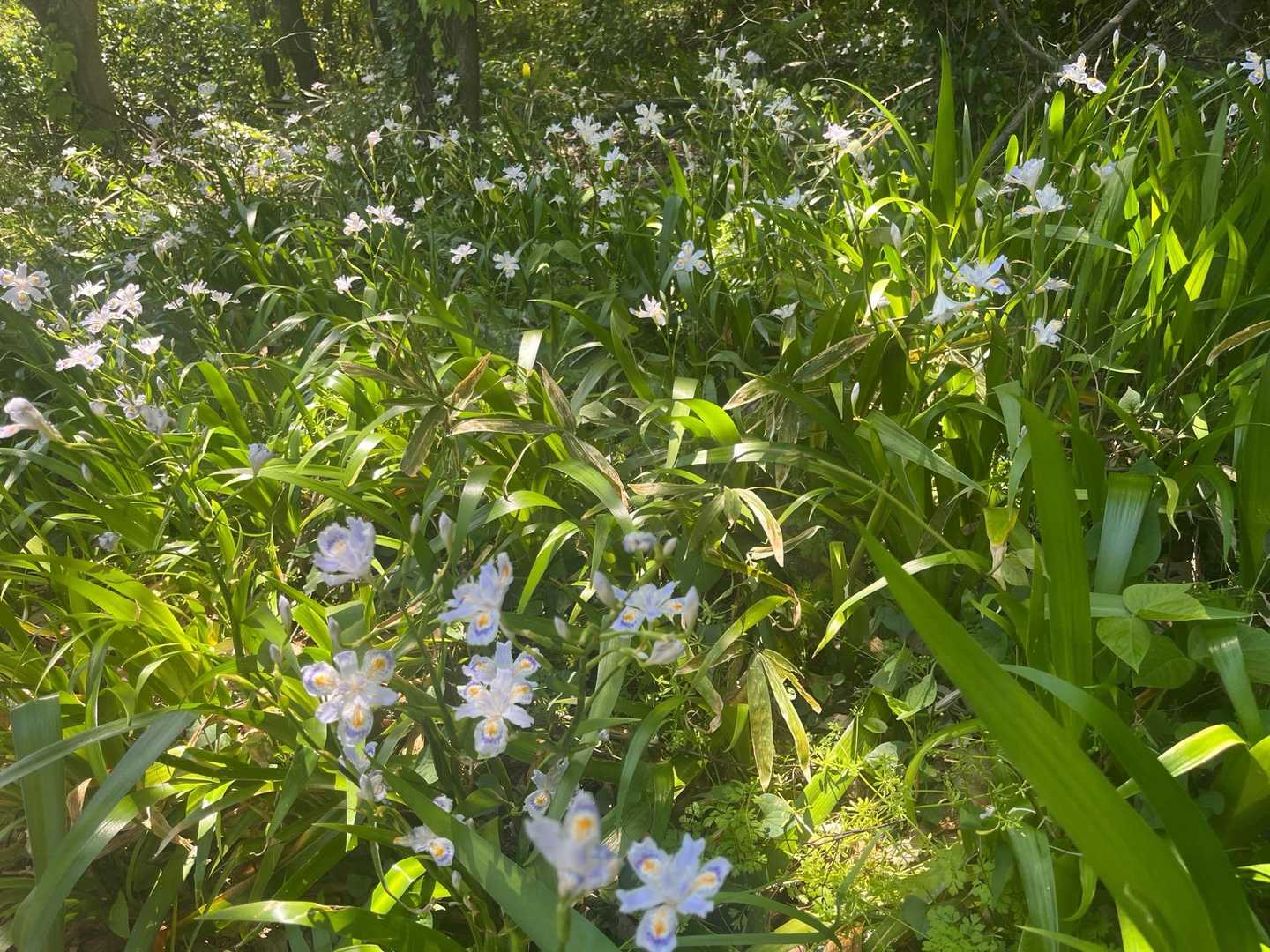 シャガのお花畑💜