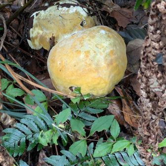 メロンパンが落ちてますよ〜😆
でっかいキノコ🍄‍🟫
もし、食べれるキノコだったら大満足😋