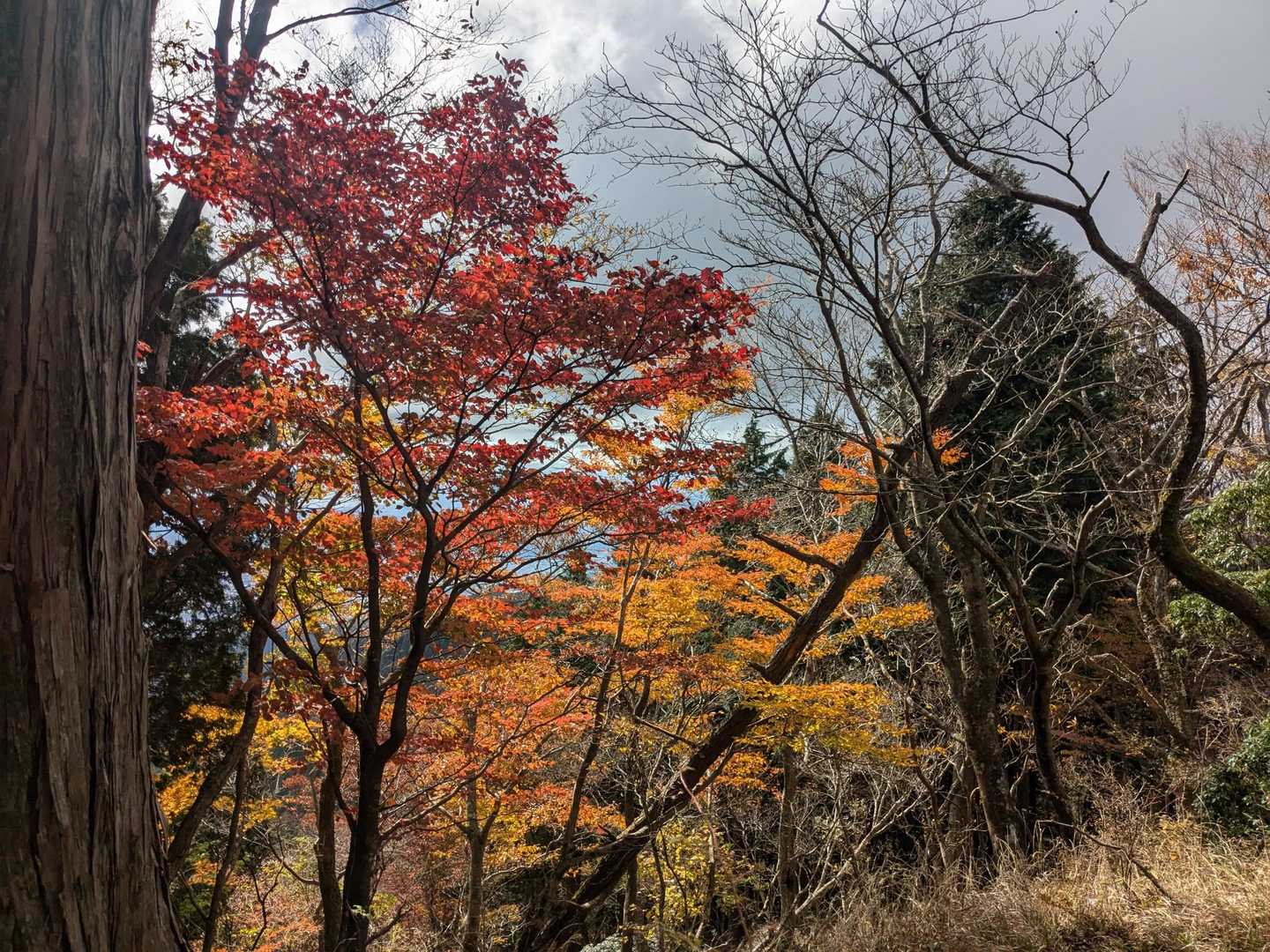 同じく紅葉🍁